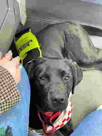 A cute black Labrador wearing a Guide-dog harness, lying on the floor of a bus, looking up with big brown eyes to the camera.